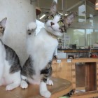 ニュータトップ