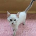 じゃみ子トップ