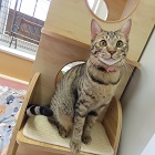 むすめ