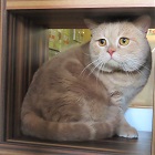 ぽてとトップ