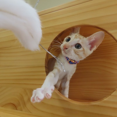 大きいベンツ