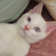 ごろんシャイニー