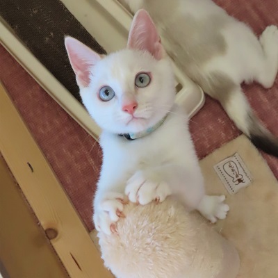 パル