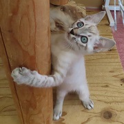 チップ