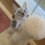 チップ