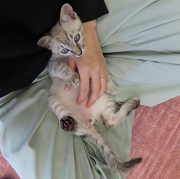 チップ