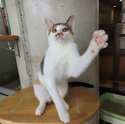 スターマインおてて