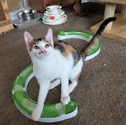 狙うスターマイン