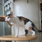 猫じゃらしスターマイン