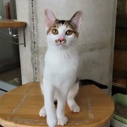 スターマイン正面