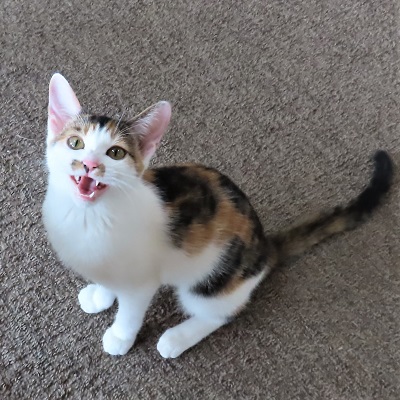 スターマインにゃあ