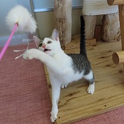 錦冠
