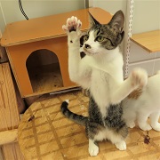 遊ぶ飛遊星