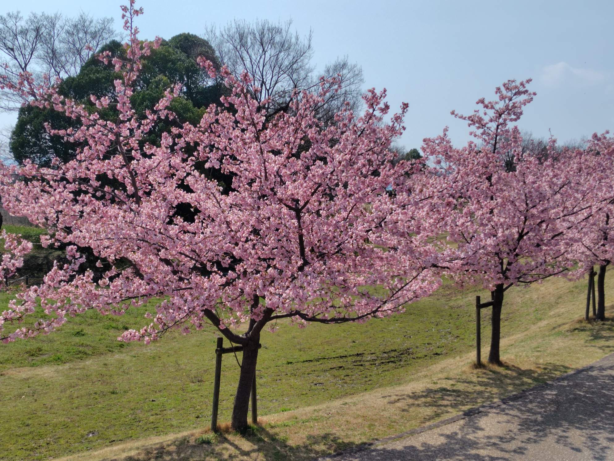 kawadu1