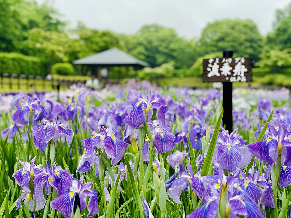 花菖蒲