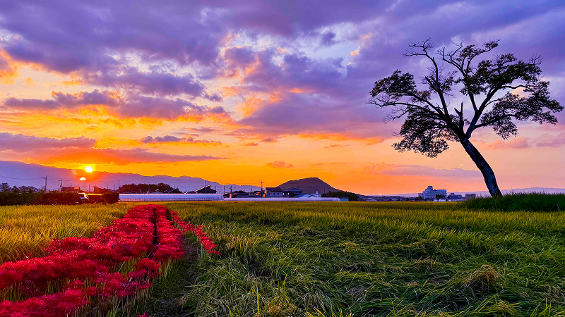 夕暮れ時の平城宮跡の写真