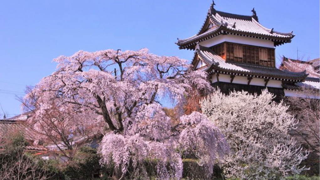 郡山城と桜の写真