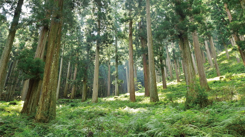 森林の写真