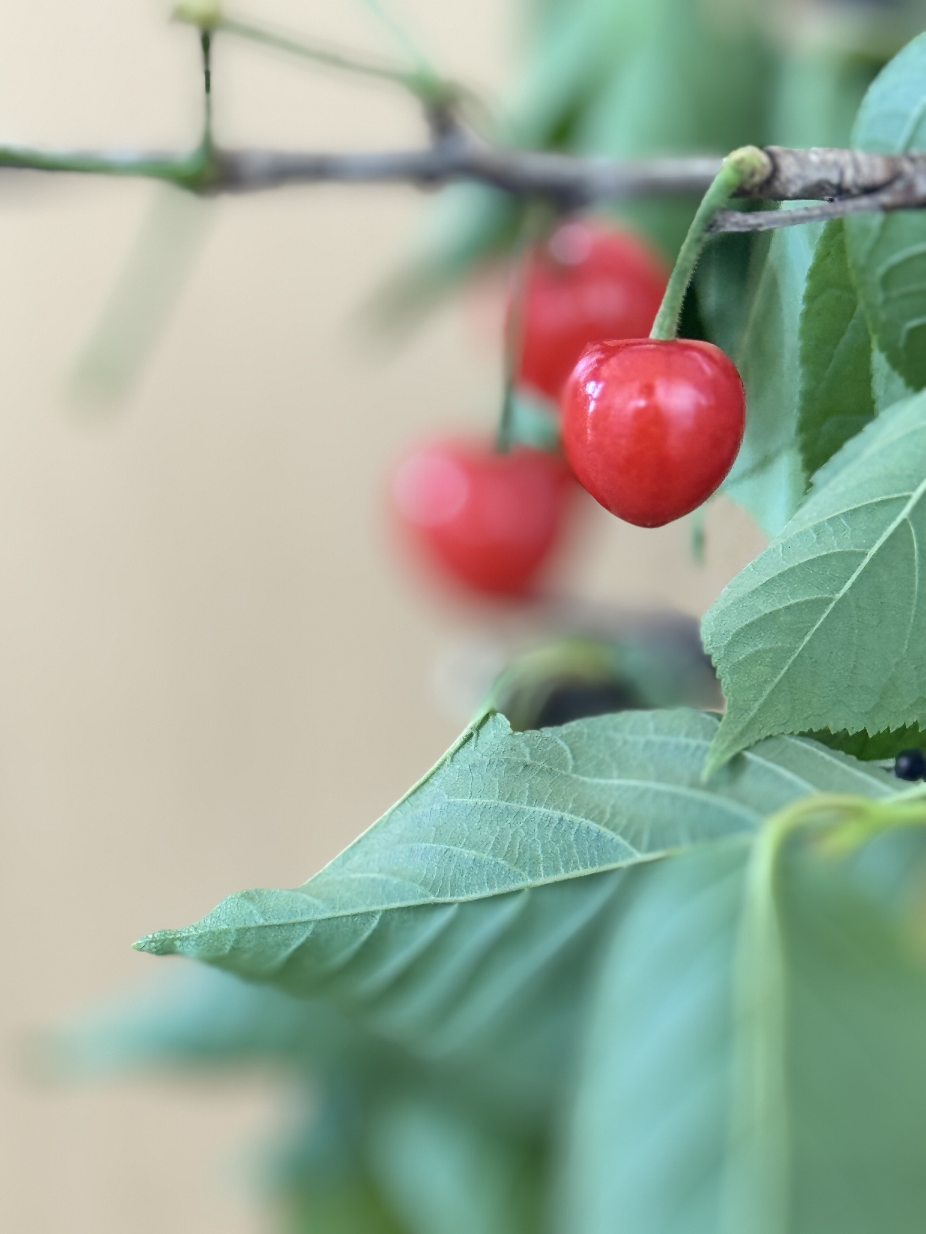 20250512cherry