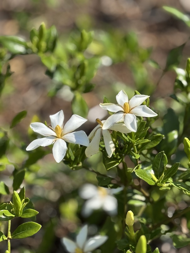 20250606gardenia