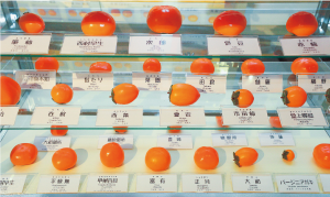柿の意外な情報が学べる展示