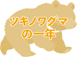 kuma3