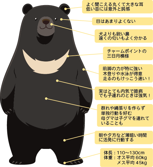 クマ