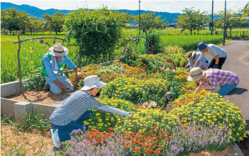 ジニア、アサガオ、マリーゴールド、ポーチュラカなど多品種の花が彩る夏の花壇