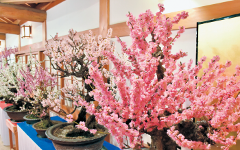 盆梅展