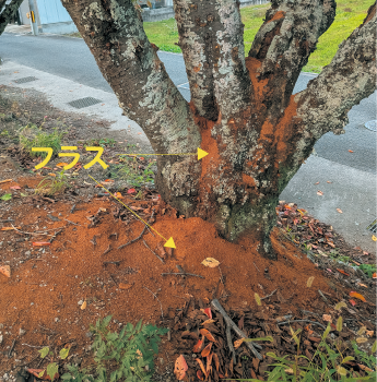 被害木とフラス