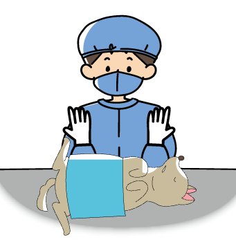 獣医による手術