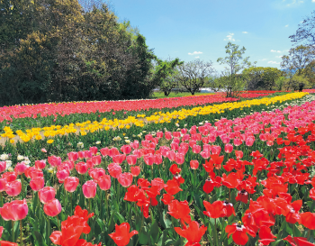 色あざやかなチューリップ