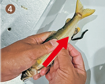 頭側から尻側へ指で優しく絞る