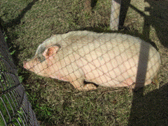 昼寝するミニブタ