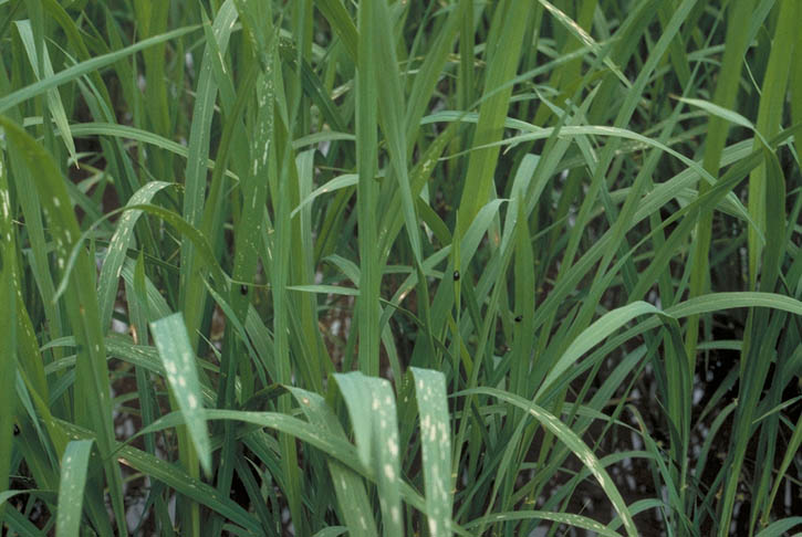 イネの害虫 奈良県公式ホームページ