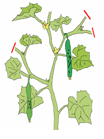 子づるは、葉が2枚出たら摘芯