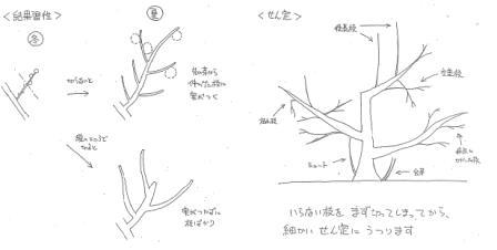 結果習性とせん定