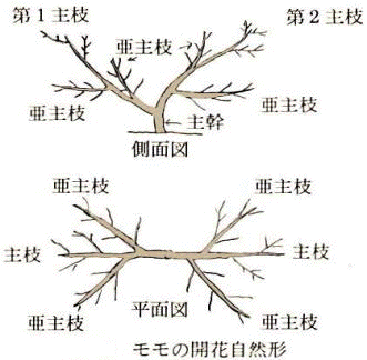 整枝せん定