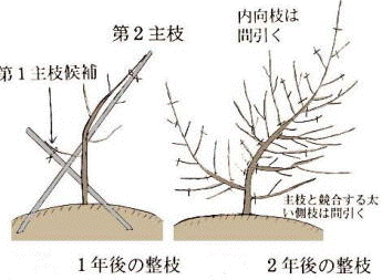 夏季剪定