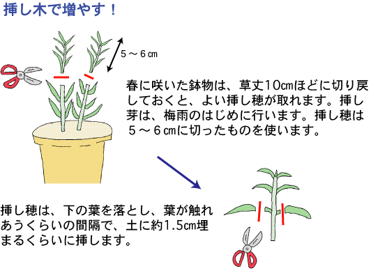 カーネーションづくりのポイント 奈良県公式ホームページ