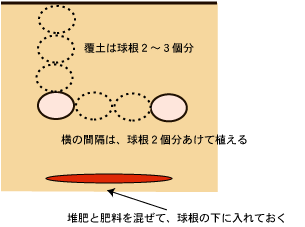 植え付け