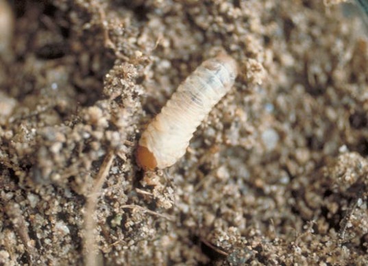コガネムシ類幼虫