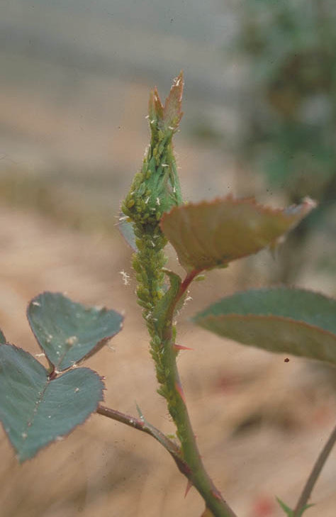 バラの害虫 奈良県公式ホームページ