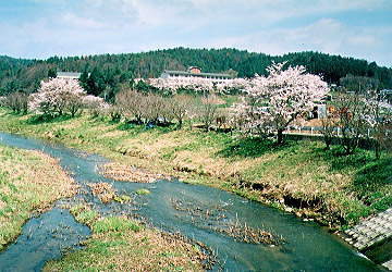 白砂川の桜