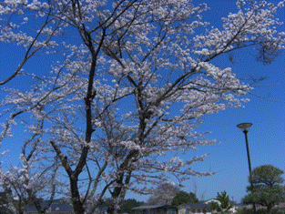 桜
