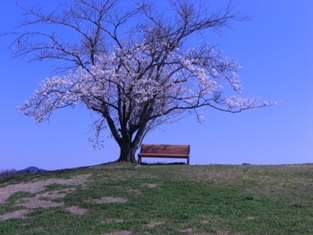 桜とベンチ
