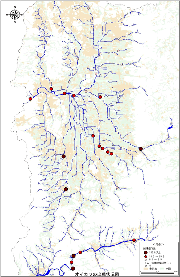 オイカワの出現状況図