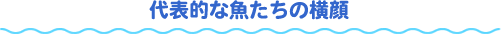 代表的な魚たちの横顔