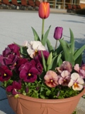 花９