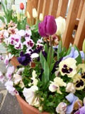 花１２